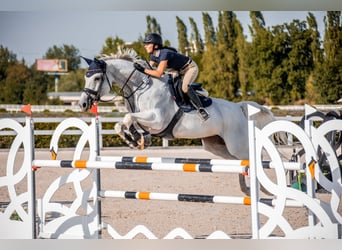 Zangersheide, Giumenta, 11 Anni, 170 cm, Grigio