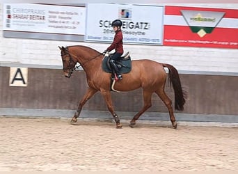 Zangersheide, Giumenta, 11 Anni, 172 cm, Sauro