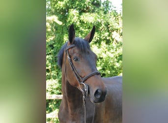 Zangersheide, Giumenta, 12 Anni, 164 cm, Baio