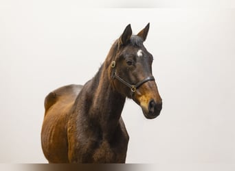 Zangersheide, Giumenta, 12 Anni, 164 cm