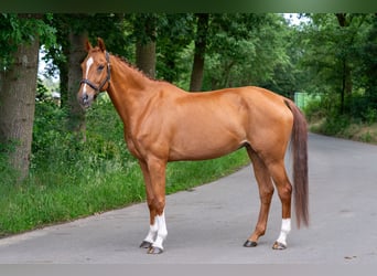 Zangersheide, Giumenta, 13 Anni, 164 cm, Sauro