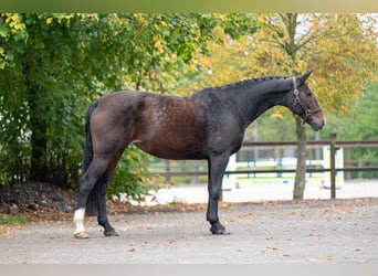 Zangersheide, Giumenta, 13 Anni, 167 cm, Baio