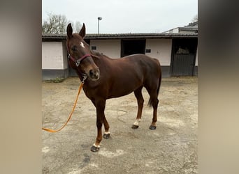 Zangersheide, Giumenta, 13 Anni, Sauro scuro