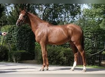 Zangersheide, Giumenta, 14 Anni, 172 cm, Grigio
