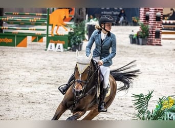 Zangersheide, Giumenta, 14 Anni, Baio ciliegia