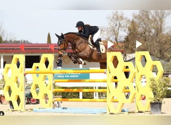 Zangersheide, Giumenta, 14 Anni, Baio ciliegia
