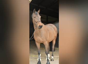 Zangersheide, Giumenta, 15 Anni, 165 cm, Baio