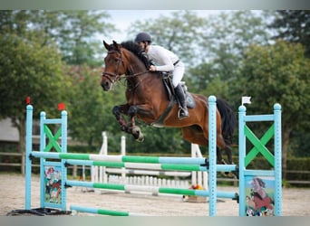 Zangersheide, Giumenta, 15 Anni, 176 cm, Baio