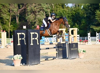 Zangersheide, Giumenta, 16 Anni, 163 cm, Baio