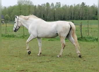Zangersheide, Giumenta, 16 Anni, 170 cm, Bianco
