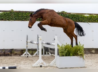 Zangersheide, Giumenta, 16 Anni, 171 cm, Baio