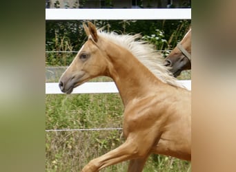 Zangersheide, Giumenta, 1 Anno, 167 cm, Palomino