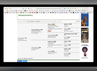 Zangersheide, Giumenta, 1 Anno, Baio ciliegia