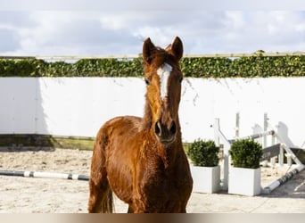 Zangersheide, Giumenta, 2 Anni, 145 cm, Sauro