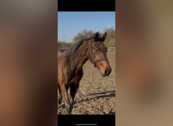 Zangersheide, Giumenta, 2 Anni, 155 cm, Baio ciliegia