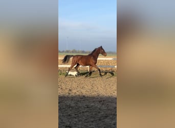 Zangersheide, Giumenta, 2 Anni, 155 cm, Baio ciliegia