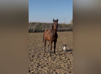 Zangersheide, Giumenta, 2 Anni, 155 cm, Baio ciliegia