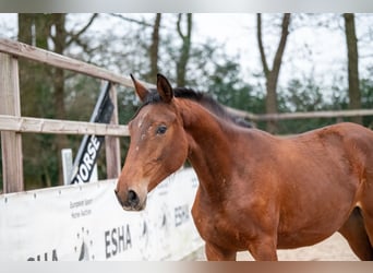 Zangersheide, Giumenta, 2 Anni, 163 cm, Baio