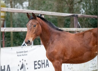 Zangersheide, Giumenta, 2 Anni, 163 cm, Baio