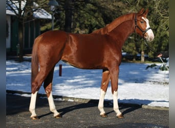 Zangersheide, Giumenta, 2 Anni, 164 cm, Sauro