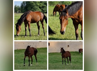 Zangersheide, Giumenta, 2 Anni, 165 cm, Baio