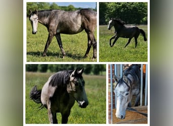 Zangersheide, Giumenta, 2 Anni, 165 cm, Baio