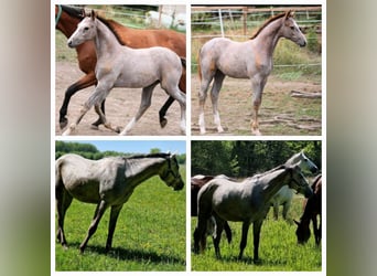 Zangersheide, Giumenta, 2 Anni, 165 cm, Baio