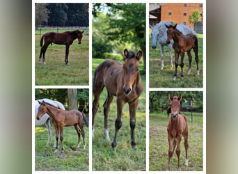 Zangersheide, Giumenta, 2 Anni, 165 cm, Baio