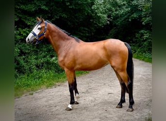 Zangersheide, Giumenta, 2 Anni, 166 cm, Baio