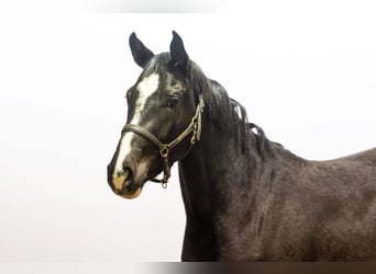 Zangersheide, Giumenta, 2 Anni, 167 cm, Baio