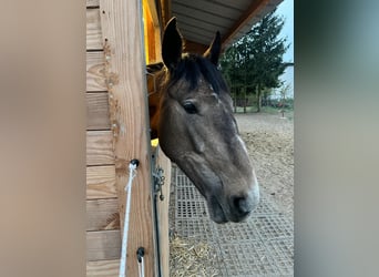Zangersheide, Giumenta, 2 Anni, 167 cm, Baio chiaro