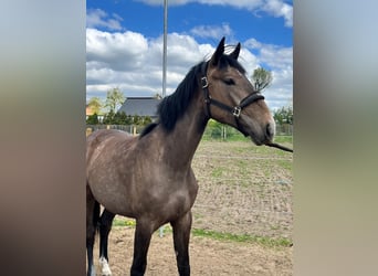 Zangersheide, Giumenta, 2 Anni, 167 cm, Baio chiaro