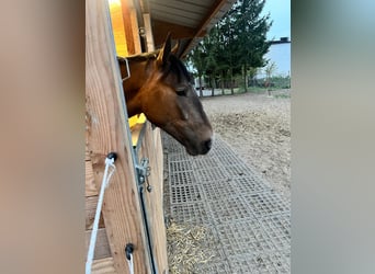 Zangersheide, Giumenta, 2 Anni, 167 cm, Baio chiaro
