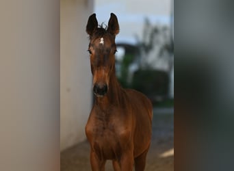 Zangersheide, Giumenta, 2 Anni, Baio