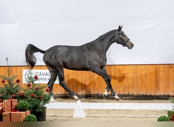 Zangersheide, Giumenta, 2 Anni, Grigio