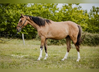 Zangersheide, Giumenta, 3 Anni, 150 cm, Falbo