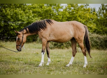 Zangersheide, Giumenta, 3 Anni, 150 cm, Falbo