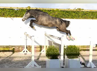 Zangersheide, Giumenta, 3 Anni, 152 cm, Grigio