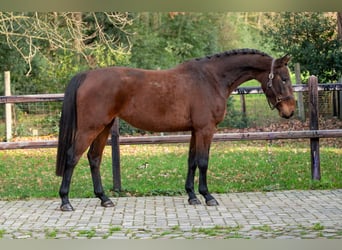 Zangersheide, Giumenta, 3 Anni, 155 cm, Baio