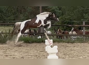 Zangersheide, Giumenta, 3 Anni, 157 cm, Pezzato