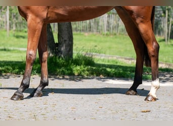 Zangersheide, Giumenta, 3 Anni, 160 cm, Baio
