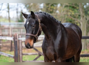 Zangersheide, Giumenta, 3 Anni, 160 cm, Baio scuro