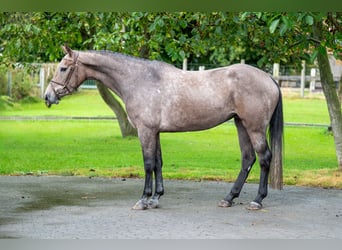 Zangersheide, Giumenta, 3 Anni, 160 cm, Grigio