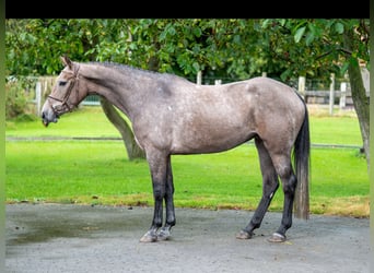 Zangersheide, Giumenta, 3 Anni, 160 cm, Grigio