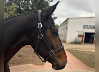 Zangersheide, Giumenta, 3 Anni, 162 cm, Baio