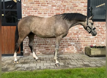 Zangersheide, Giumenta, 3 Anni, 162 cm, Grigio