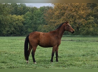 Zangersheide, Giumenta, 3 Anni, 163 cm, Baio