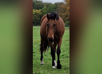 Zangersheide, Giumenta, 3 Anni, 163 cm, Baio