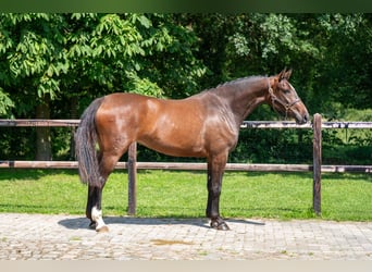 Zangersheide, Giumenta, 3 Anni, 163 cm, Baio