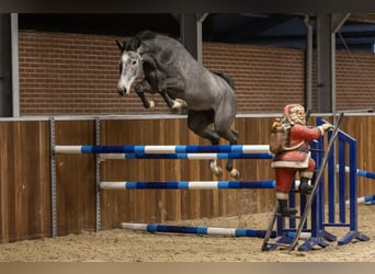 Zangersheide, Giumenta, 3 Anni, 163 cm, Grigio
